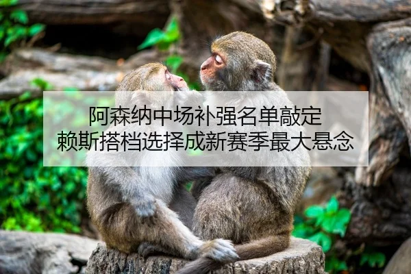 阿森纳中场补强名单敲定 赖斯搭档选择成新赛季最大悬念
